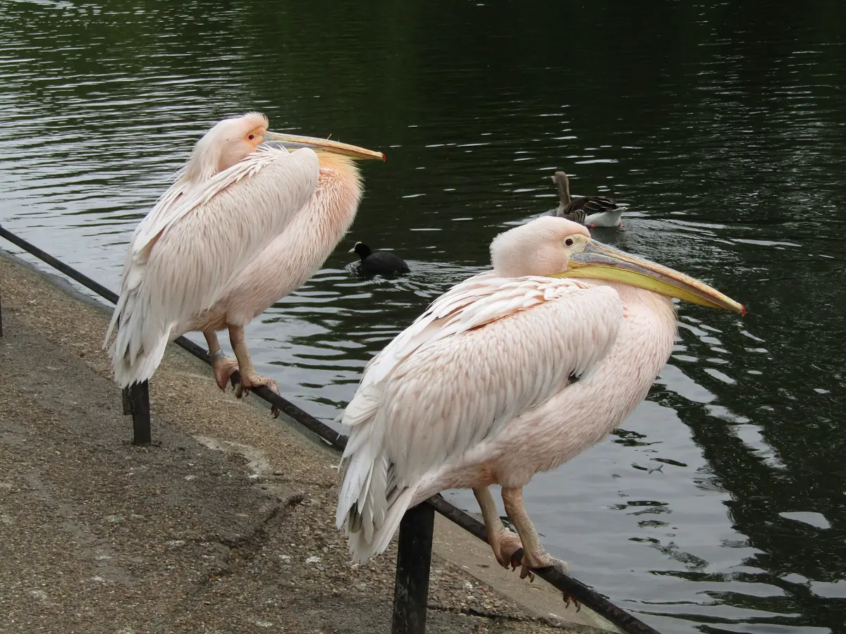 Pelikane im St James's Park